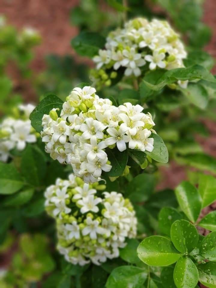 Cần tránh cho những ai dị ứng hoặc cảm thấy mùi hoa nguyệt quế quá nồng nàn