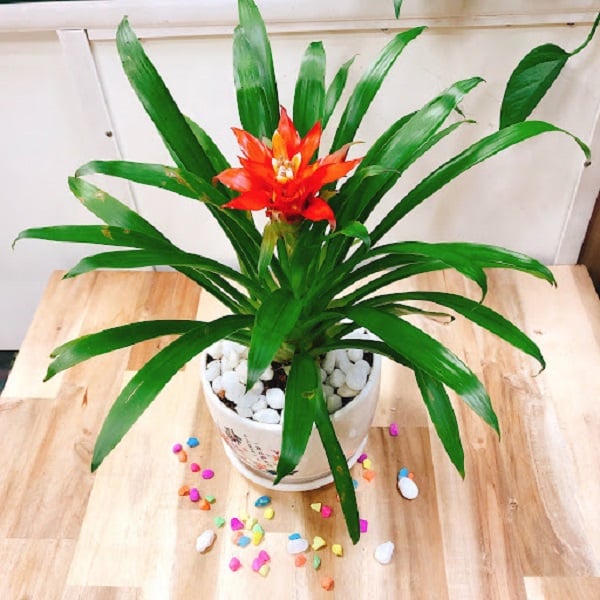 Phong lộc hoa – sắc đỏ khai vận, mang lại hồng khí và may mắn cho gia chủ.