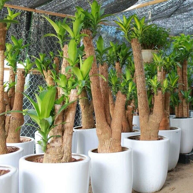 Người mệnh Hỏa – Xung khắc mạnh với năng lượng Mộc    