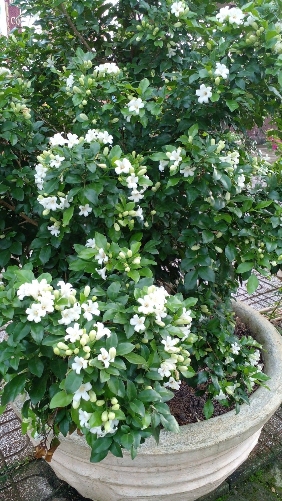 Theo phong thủy, cây nguyệt quế hợp với mệnh Mộc và Hỏa