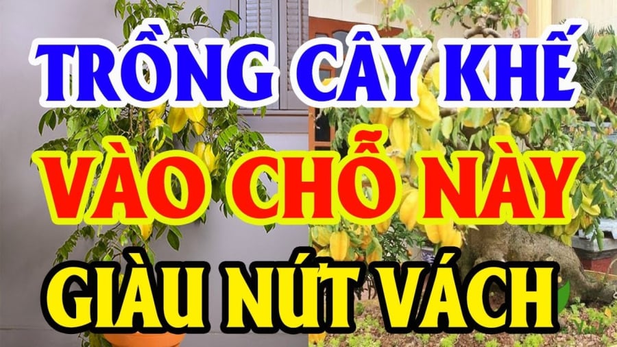 Vị trí trồng khế tốt cho tài lộc