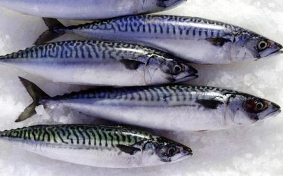 Cá thu là loại cá biển quen thuộc ở Việt Nam, có thịt trắng, béo ngậy, ít xương dăm và hương vị dễ chịu, phù hợp khẩu vị của cả người lớn và trẻ em.