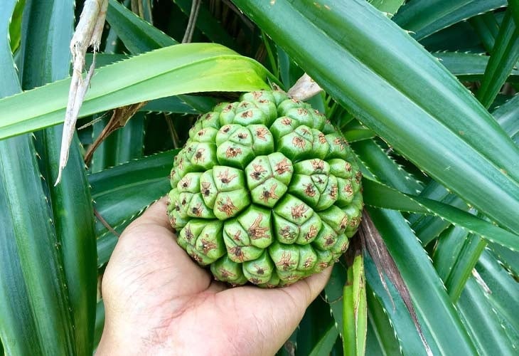 Dứa dại (không phải quả dứa ăn được) là loại cây cảnh được trồng để trang trí, làm hàng rào hoặc tạo không gian xanh cho sân vườn. Tuy nhiên, ít người biết rằng đây là loại cây được ghi nhận thường xuyên xuất hiện dấu vết của chuột.    