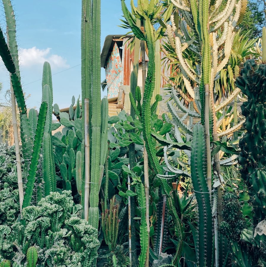 Nhiều người tin rằng cây xương rồng có tác dụng trừ tà, mang ý nghĩa phong thủy mạnh mẽ, lại dễ trồng nên thường để ở ban công, trước cửa, thậm chí ở bậu cửa sổ. 