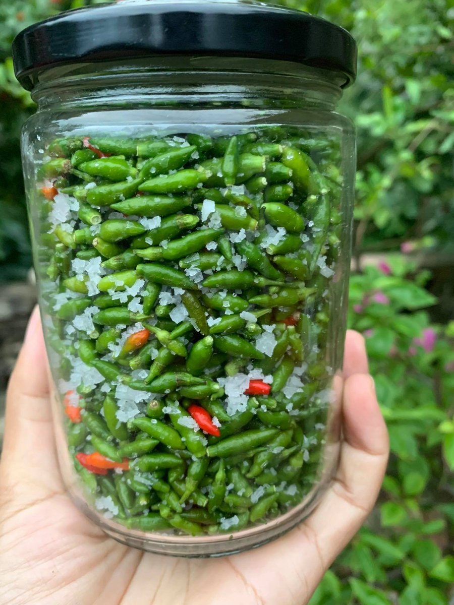 Ớt gió sinh trưởng tự nhiên trên các sườn núi, bìa rừng của Hà Giang