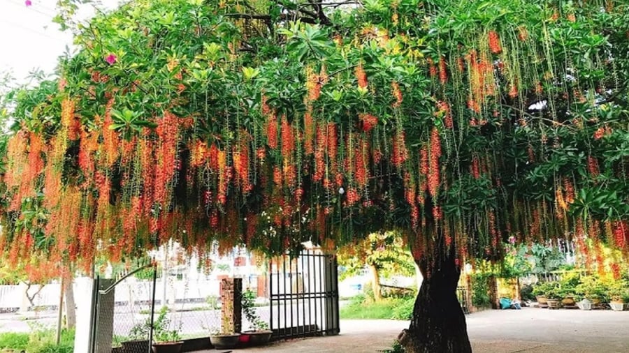 Cây lộc vừng mang ý nghĩa tốt trong phong thủy, giúp thu hút tài lộc cho gia đình.