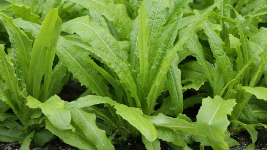 Bạn có thể chế biến rau diếp thơm thành nhiều món ngon hấp dẫn.