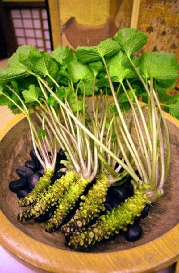 Việc trồng Wasabi vốn rất khó khăn, nhưng một chàng trai tên Nguyễn Thanh Văn đã quyết tâm tìm kiếm địa điểm thích hợp để trồng loại củ đắt đỏ này. 