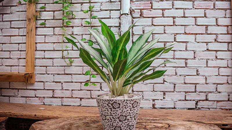 Bạch mã hoàng tử là loại cây ưa mát, thích hợp trồng trong bóng râm, nhiệt độ từ 18-24°C.