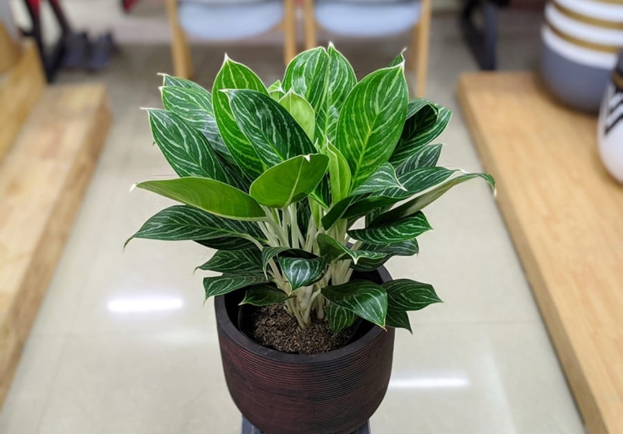 Theo phong thủy, cây bạch mã hoàng tử mang vẻ đẹp của sự sang trọng, lịch sự, thể hiện ý chí vươn lên, nghị lực phi thường trong cuộc sống và công việc.