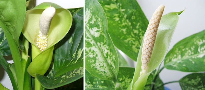 Cây bạch mã hoàng tử ra hoa là điềm lành,báo hiệu những điều tốt đẹp sắp đến với bản mệnh.