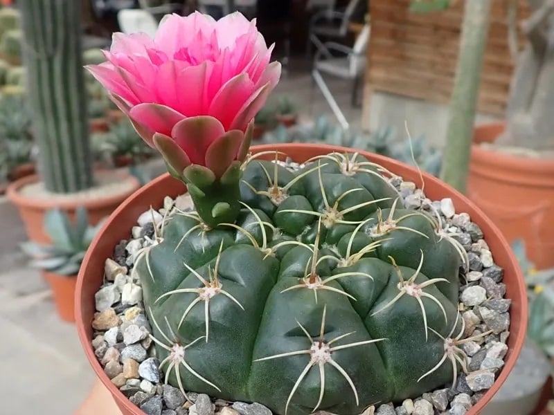 Top 3 Loài Hoa Phá Vỡ Phong Thủy Không Nên Đặt Trong Nhà, Chúng Chỉ Mang Xui Xẻo Đến Nhà Phòng Khách Của Ngôi Nhà Không Thích Hợp Đặt Cây Xương Rồng Bởi Nó Có Mang “Sát Khí”.