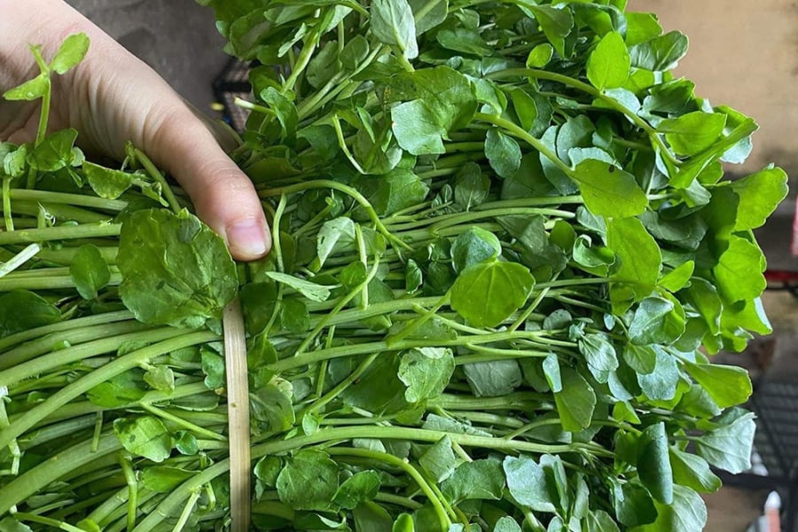 Cải xoong là loại rau “vàng” cho sức khỏe: hỗ trợ thanh lọc gan, sáng da, giàu vitamin A, C và chất chống oxy hóa.