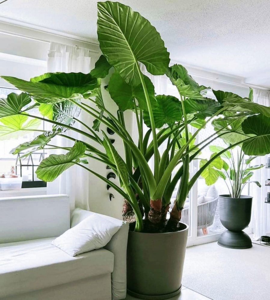 Cây Xanh Không Chỉ Mang Lại Sinh Khí Mà Còn Tượng Trưng Cho Mộc Khí, Là Nguồn Năng Lượng Giúp Tăng Tài Vận Mạnh Mẽ.