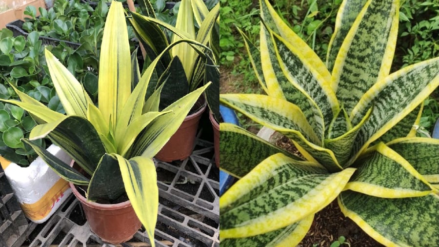 Người mệnh Thủy không thích hợp để trồng cây lưỡi hổ vàng và cây lưỡi hổ viền vàng.