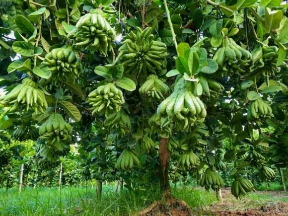 Phật thủ là cái tên quen thuộc trong dịp lễ Tết, nhưng nhiều gia đình khá giả còn chọn trồng quanh năm để tận hưởng lợi ích phong thủy của cây.