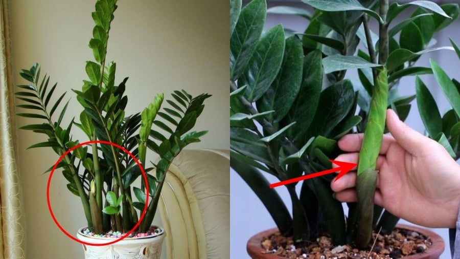 Kim Tiền được xem là cây hành Thủy vượng nhất, bởi thân cây chứa nhiều nước, gốc phình to, lá mọc từng tầng hướng lên như bàn tay đang “hứng lộc”. Đây là hình thái được cho là mang ý nghĩa tài khí tích tụ rồi sinh sôi không ngừng.    