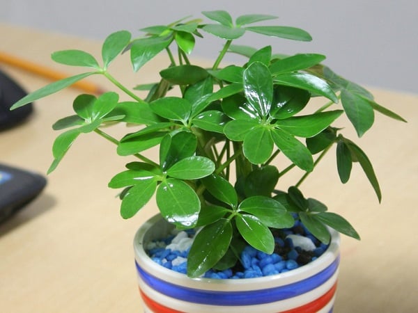 Ngũ gia bì phù hợp để đặt ở phòng khách, góc làm việc hoặc gần cửa sổ