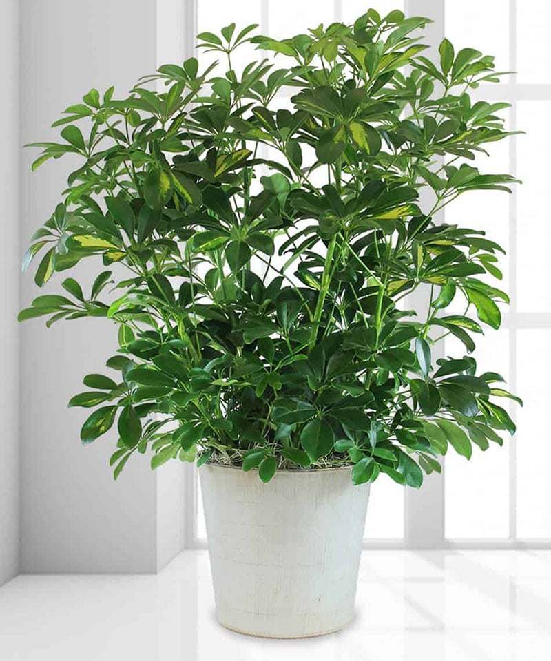 Trong quan niệm phong thuỷ, ngũ gia bì đem lại sự ổn định, hài hoà và thúc đẩy tài lộc