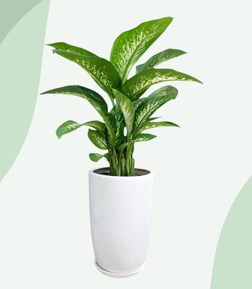 Không chỉ có giá trị trang trí, vạn niên thanh còn được xem là loài cây đại diện cho sự bền vững và may mắn