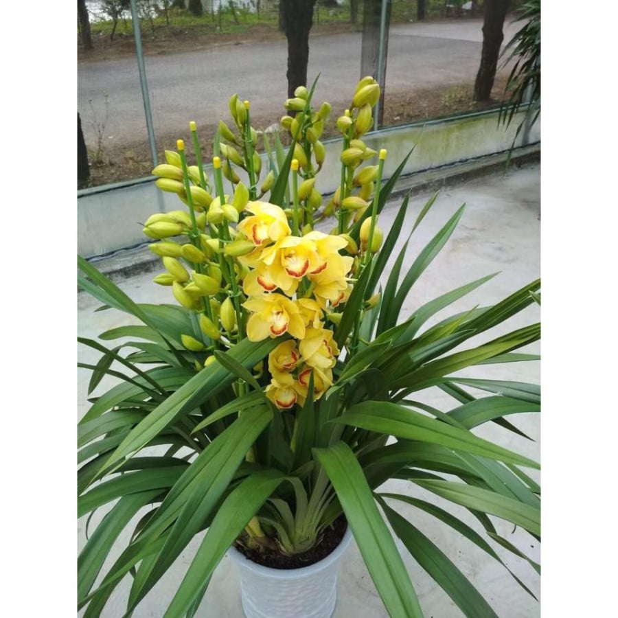 Trong phong thuỷ, địa lan được xem là biểu tượng của sự thịnh vượng, tinh tế và sung túc