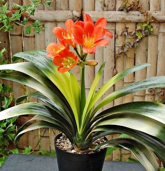 Lan quân tử là một trong ba loài cây “dễ chiều” hơn kim tiền rất nhiều.