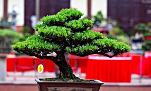 Tùng la hán là biểu tượng của sự trường tồn.