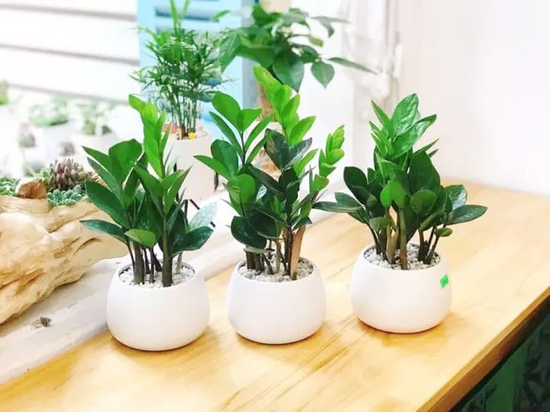 Cây Kim Tiền có lá dày bóng, mọc thành từng tầng hướng lên trên như chuỗi tiền cổ. Ảnh minh họa