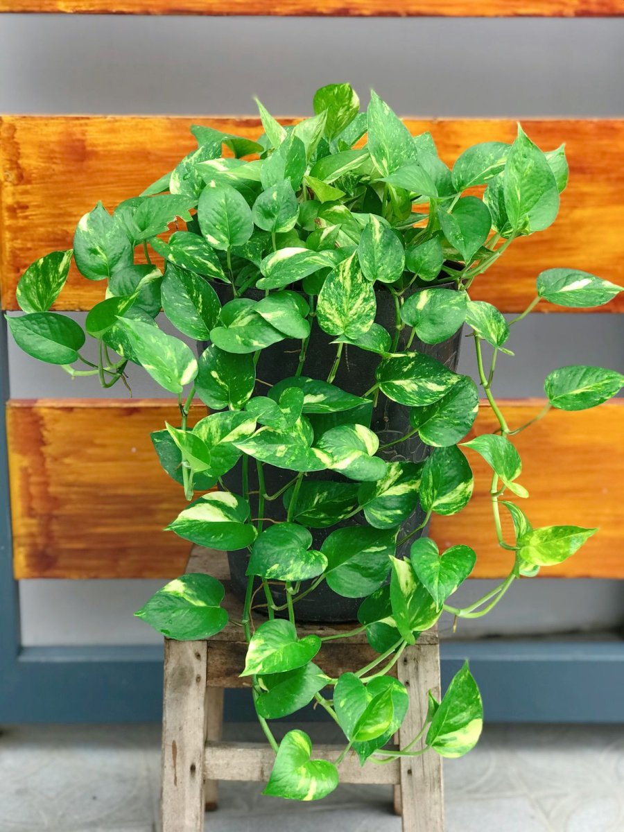 Trầu bà dễ trồng dễ chăm nhưng cũng cần chú ý