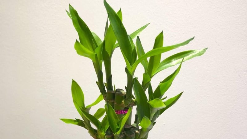 Trúc này rất ưa bóng và chịu bóng râm.