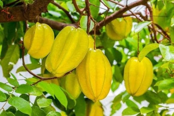 Người sinh năm Tỵ, Dậu, Ngọ cũng được cho là hợp trồng cây khế làm cây cảnh phong thủy.    