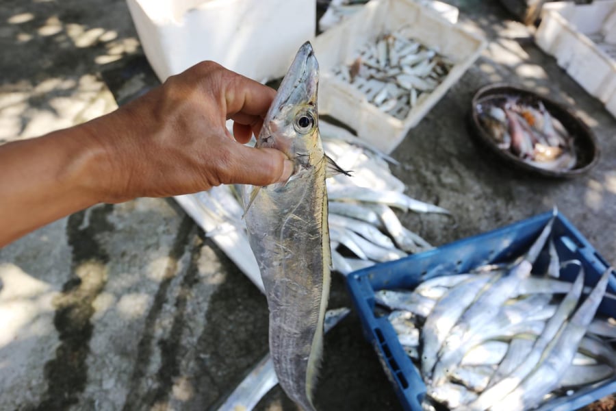 Cá hố được ví là “món quà từ biển” khi so sánh với nhiều loại cá phổ biến.