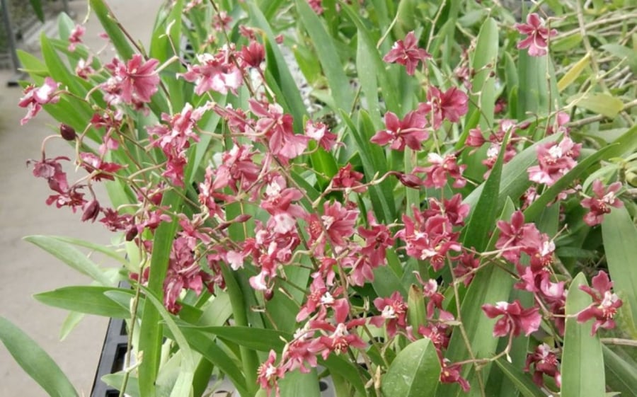 Mỗi chùm hoa có thể cho ra hàng trăm bông nhỏ li ti, tạo nên một bức tranh tuyệt đẹp.