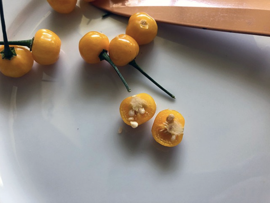 Những vùng khí hậu mát quanh năm như Lâm Đồng hay một số huyện miền núi phía Bắc được coi là “thiên đường” để giống ớt này phát triển