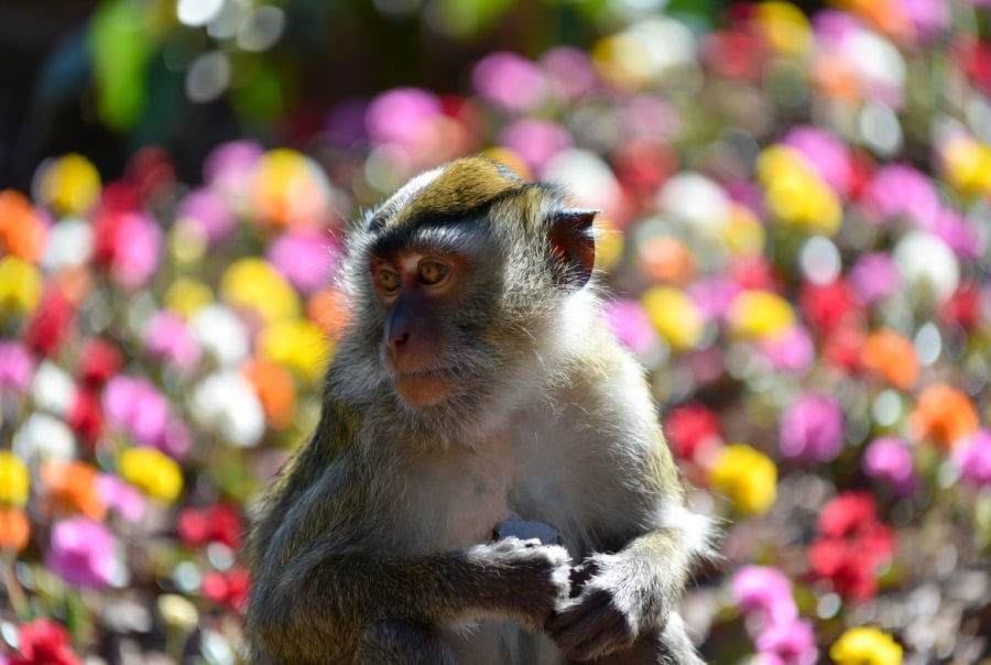 Tháng 12 cũng là thời điểm tuổi Thân dễ phát huy khả năng kết nối và mở rộng quan hệ