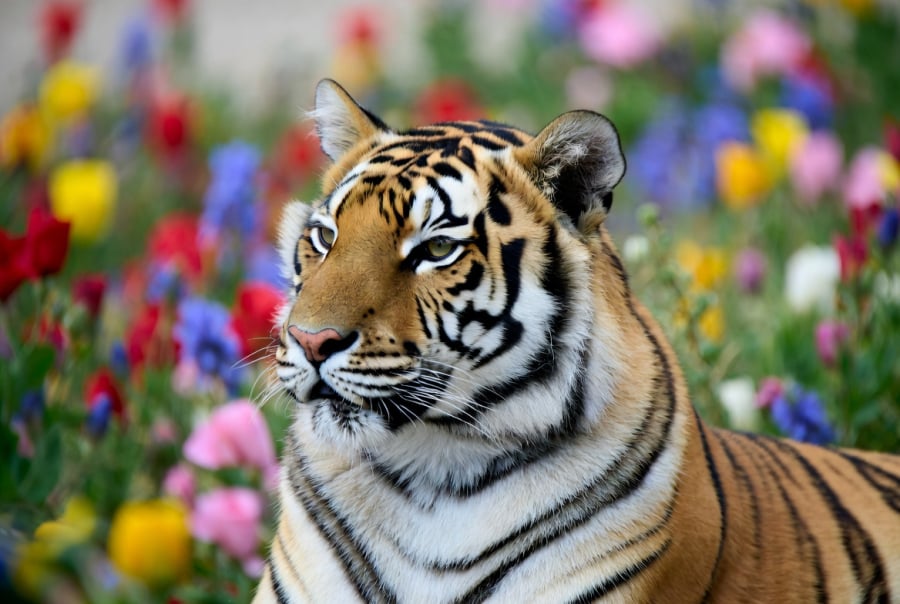 Trong tháng cuối năm, người tuổi Dần thể hiện rõ sự chủ động và quyết liệt hơn thường thấy