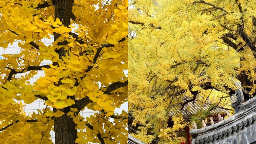 Trong văn hóa Á Đông, cây bạch quả đại diện cho sự trường thọ, tài lộc bền vững.