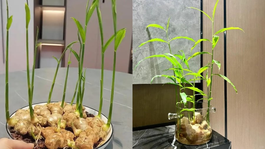 Bạn có thể trồng gừng thủy sinh hoặc trồng trong đất đều được.