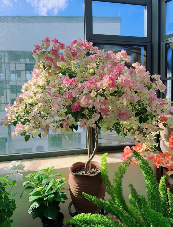 Nhiều gia đình chờ mong hoa giấy nở đúng dịp Tết