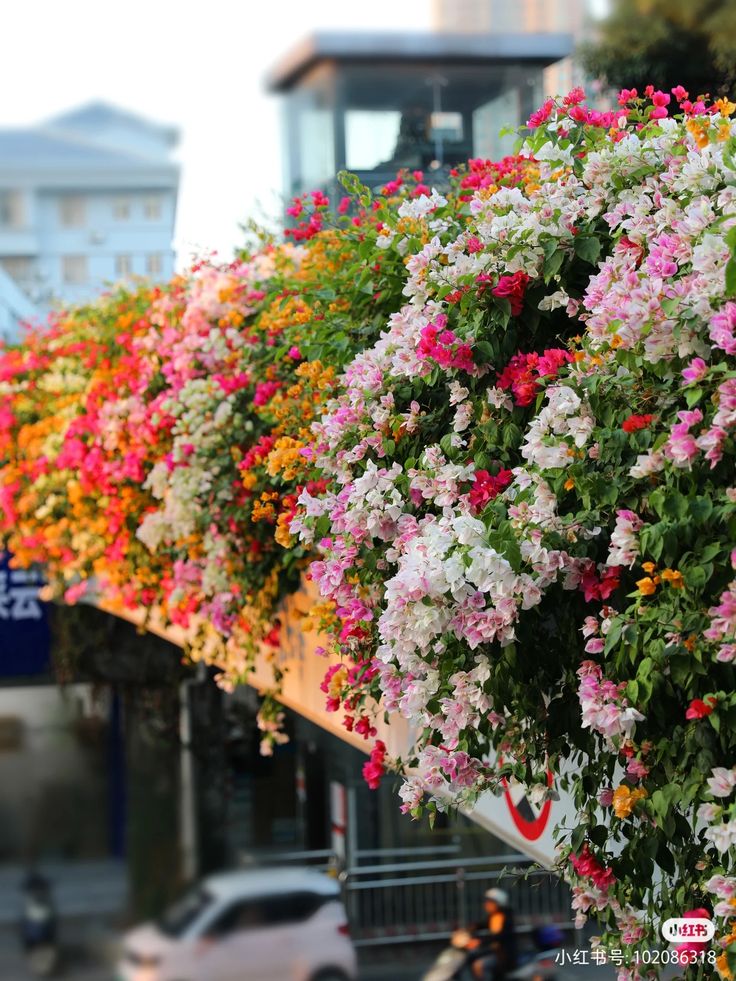 Cắt tỉa và xiết nước đúng cách sẽ giúp hoa giấy nở hoa theo ý muốn