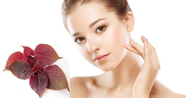 Ngoài ra, lá tía tô còn chứa nhiều chất chống oxy hóa giúp giảm tác động của gốc tự do