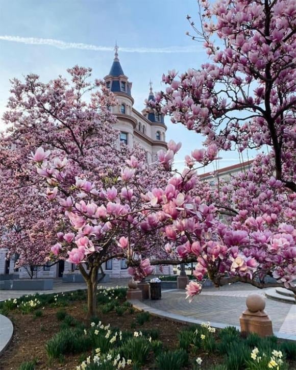 Mộc lan nổi tiếng với vẻ đẹp thanh lịch, sang trọng tự nhiên.