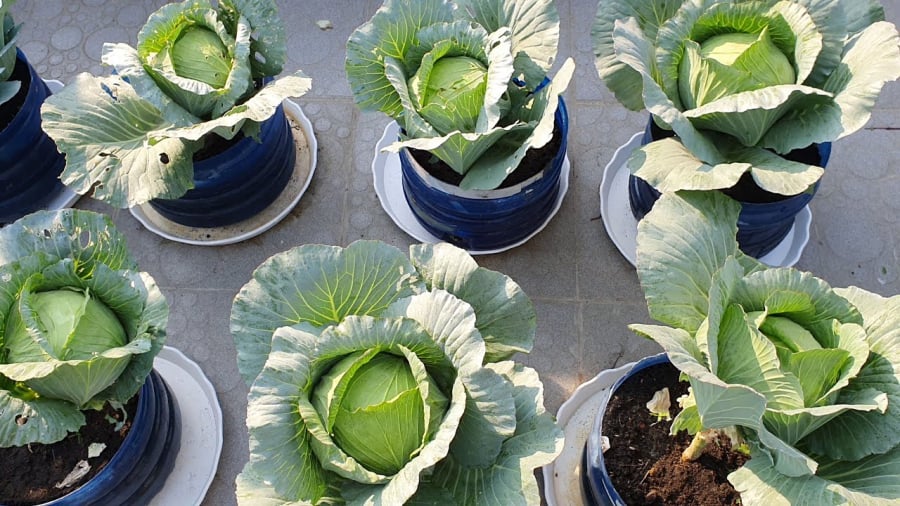 Khí hậu mát mẻ, độ ẩm cao của mùa vụ này là điều kiện lý tưởng để cây cuộn chặt lá, lá chắc và ngọt hơn.