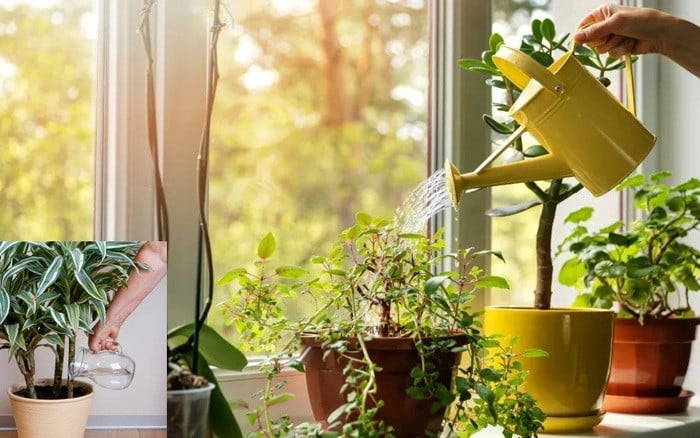 Giấm giúp cây trồng tăng sức đề kháng