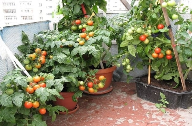 Cà chua phù hợp cho cả 3 mùa vụ Đông Xuân, Xuân Hè, Hè Thu… Nhưng đặc biệt ngon và tốt vào mùa lạnh.