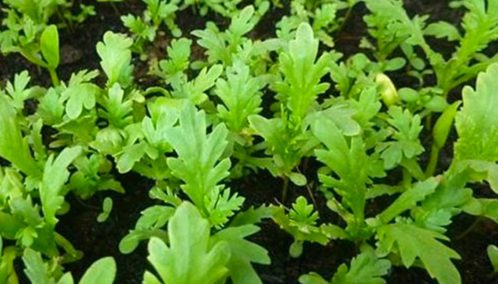 Cải cúc trồng đầu tháng 11 thời tiết bắt đầu chuyển mùa sang mùa đông, đặc biệt ở miền Bắc cây sẽ lớn rất nhanh.