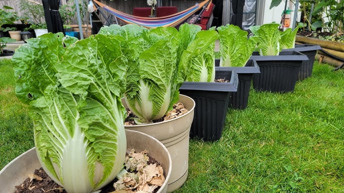 Cải thảo là loại ưa khí hậu mát mẻ, nhiệt độ thấp, chịu lạnh tốt và ít sâu bệnh.