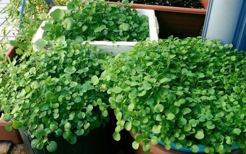 Cải xoong phát triển rất mạnh khi trời mưa, mưa phùn