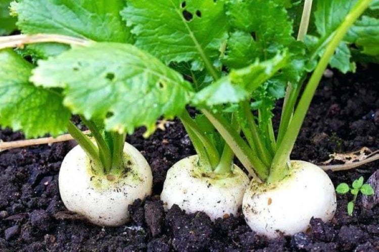 Củ cải là loại rau bạn không thể bỏ qua khi tìm kiếm mùa đông