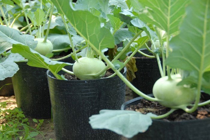 Su hào là loại rau mùa đông